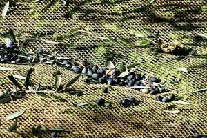 olives on the ground in a field photo