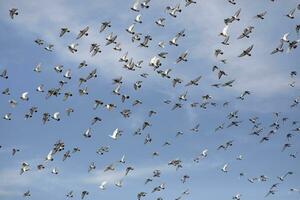 flock of homing pigeon flying against clear blue sky photo