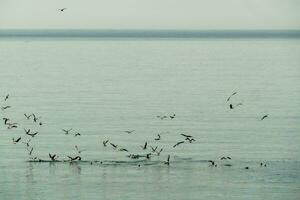 a flock of birds flying over the ocean photo