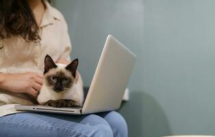 mujer trabajando desde hogar con gato. gato dormido en el ordenador portátil keybo foto