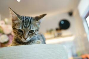 pequeño marrón atigrado gatito linda animales en casa. foto