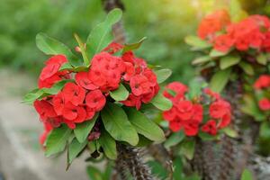 ramo de flores de rojo corona de espinas antiguo tailandés creyó ese esta planta un sagrado árbol mejorar el prosperidad para el cultivador eso además ayuda evitar peligro a personas en el casa. foto