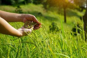 A hand holds an ear of rice in a villager's rice field grown atop a high mountain in northern Thailand. The green of the rice fields is beautiful and refreshing when looking out at it. photo