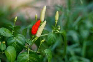 Chili trees that are commonly planted in the gardens of Thai people's homes. It is a component of curry paste. Spicy ingredients in a variety of dishes. Soft and selective focus. photo