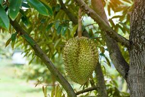 The durian on the tree is the king of fruits. The skin is thick and hard with sharp thorns. The yellow flesh is separated into lobes. with brown seeds inside the meat have a unique smell sweet taste photo