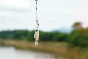 A small fish caught on a hook. It is a freshwater fish that villagers catch from the village river to use in cooking. Soft and selective focus. photo