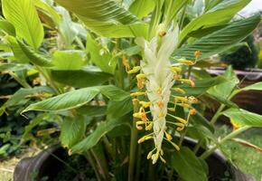 The dancing ladies ginger flower has flower stalks surrounding it. The flowers are yellow, shaped like a swan. There are decorative petals in many colors such as white, purple, green and red. photo