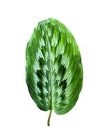 isolated Kaempferia elegans leaves on a white background. The leaves are lanceolate, the tip is rounded to a pointed lobe, the base is rounded, green with gray and dark green dotted patterns all over. photo