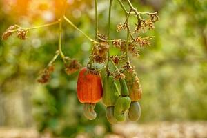 Cashew fruit tree. The fruit looks like rose apple or pear. The young fruit is green. When ripe, it turns red-orange. At the end of the fruit there is a seed, shaped like a kidney. photo