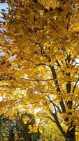 Aussicht in ein Baum mit bunt Herbst Blätter und Balken von Sonnenlicht. video