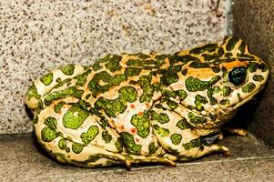 a green and white spotted frog sitting on the floor photo