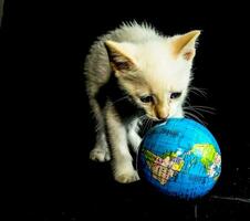 a white kitten playing with a globe photo