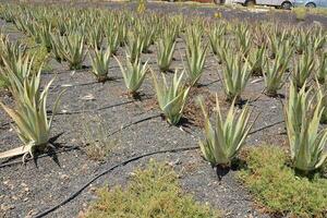 agave plants in the field photo