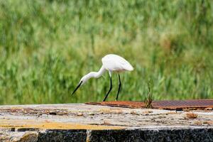 un blanco pájaro es en pie en un hormigón repisa foto