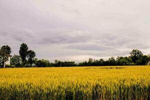 a field of ripe wheat under a cloudy sky photo