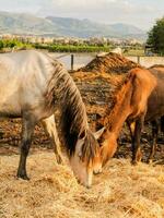 a horse is standing in a dirt field photo