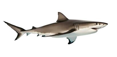 tiburón aislado en blanco antecedentes foto