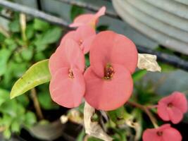 Euphorbia is a plant that has thorns on its stem. photo