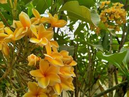 Balinese frangipani flowers have a very deep yellow color. photo