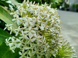 Ixora flowers have bloomed and have a very pleasant aroma when inhaled. photo