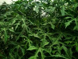 the cassava plant has very unique and very green leaves photo