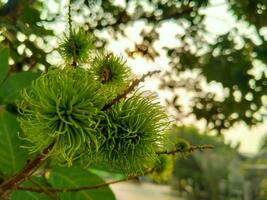 Nephelium lappaceum or what is usually called rambutan fruit usually lives in tropical areas. photo