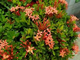 lower ixora javanica, The name is taken from the Indonesian island. photo