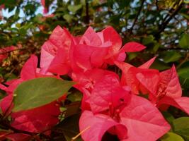 bougainvillea flowers when seen up close. photo