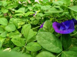 This butterfly pea flower usually only grows a few flowers. photo