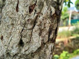 Structural jamblang tree when viewed up close. photo