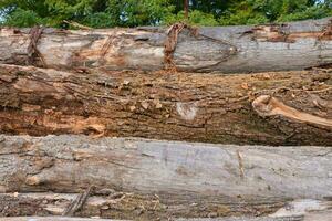 a pile of logs with some wood on it photo