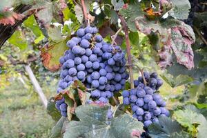 a bunch of grapes hanging on the vine photo