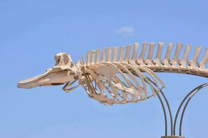 a skeleton of a fish is on display in front of a blue sky photo