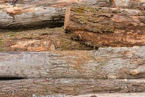 a pile of logs with some trees in the background photo