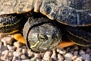 a turtle sitting on top of a wooden surface photo