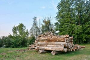 a pile of logs in the grass near trees photo