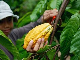 Close-up hands of a cocoa farmer use pruning shears to cut the cocoa pods or fruit ripe yellow cacao from the cacao tree. Harvest the agricultural cocoa business produces. photo