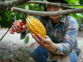 las manos de cierre de un agricultor de cacao usan tijeras de podar para cortar las vainas de cacao o el cacao amarillo maduro del árbol de cacao. cosecha que produce el negocio agrícola del cacao. foto