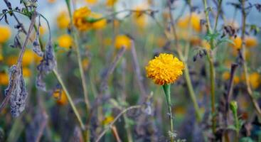 Beautiful orange marigold flowers in the field, Booming yellow marigold flower garden plantation in morning photo