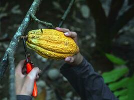 las manos de cierre de un agricultor de cacao usan tijeras de podar para cortar las vainas de cacao o el cacao amarillo maduro del árbol de cacao. cosecha que produce el negocio agrícola del cacao. foto