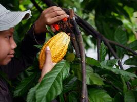 Close-up hands of a cocoa farmer use pruning shears to cut the cocoa pods or fruit ripe yellow cacao from the cacao tree. Harvest the agricultural cocoa business produces. photo