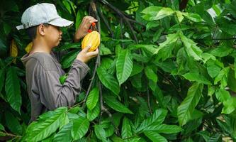 cacao granjero utilizar poda tijeras a cortar el cacao vainas o Fruta maduro amarillo cacao desde el cacao árbol. cosecha el agrícola cacao negocio produce. foto