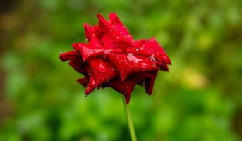 de cerca de hermosa brillante uno rojo Rosa en Rocío gotas después lluvia en el primavera jardín al aire libre y verde hoja difuminar en antecedentes foto