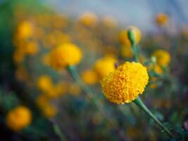 Beautiful orange marigold flowers in the field, Booming yellow marigold flower garden plantation in morning photo