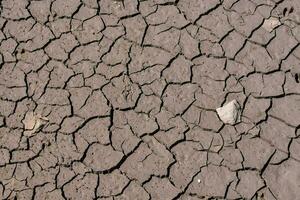 a dried up cracked earth surface with a leaf on it photo