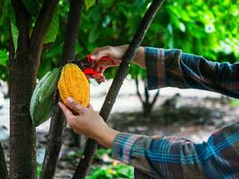 cacao granjero utilizar poda tijeras a cortar el cacao vainas o Fruta maduro amarillo cacao desde el cacao árbol. cosecha el agrícola cacao negocio produce. foto