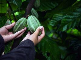 Agriculture green raw cacao pods or raw green cacao fruit on cocoa tree in the hands of cocoa boy farmer, harvested in a cocoa plantation photo