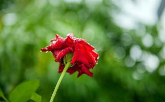 Close-up of Beautiful bright one red rose in dew drops after rain in the spring garden outdoors and green leaf blur in background photo