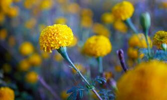 Beautiful orange marigold flowers in the field, Booming yellow marigold flower garden plantation in morning, close-up photo