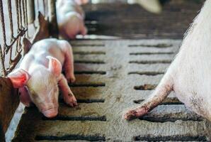 A week-old piglet cute newborn close your eyes and sleeping on the pig farm with other piglets, Close-up photo